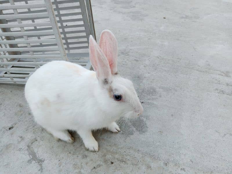 Desi male Rabbit for sale age 6 month 10
