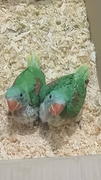 2 Raw parrot and pineapple yellow sided  Chicks for sale 1