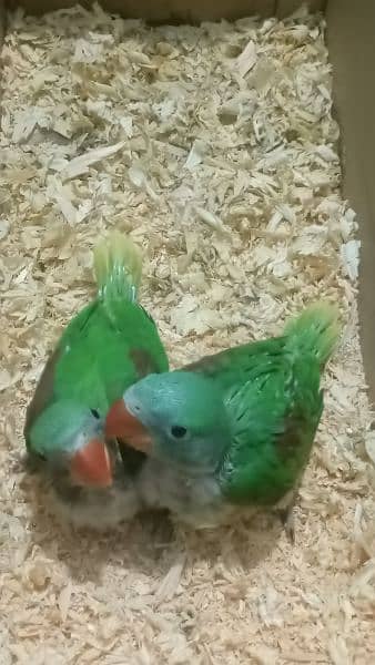 2 Raw parrot Chicks for sale 3
