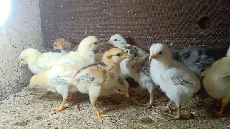 Aseel chicks for sale 0
