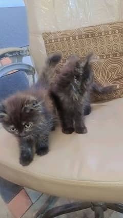 persian kittens, tripple coat,  liter train, self feed for sale 0