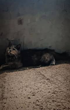 grey Russian cat