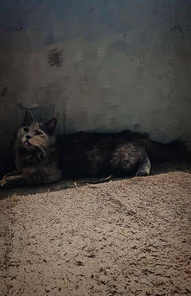 grey Russian cat 0