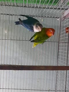 breeder lovebird pairs available 0