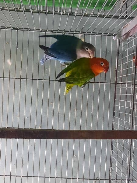 breeder lovebird pairs available 1