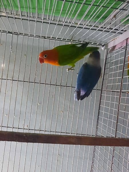 breeder lovebird pairs available 2