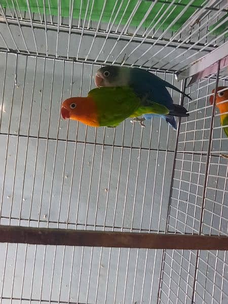 breeder lovebird pairs available 3