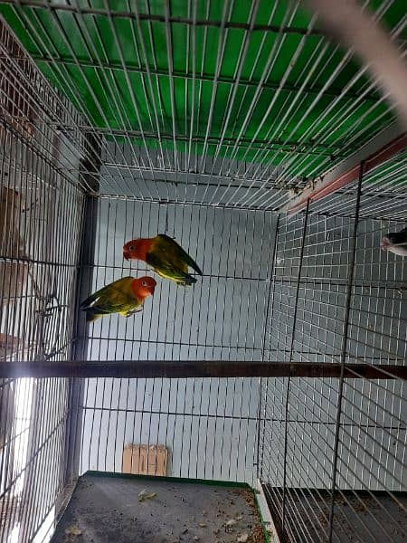 breeder lovebird pairs available 4