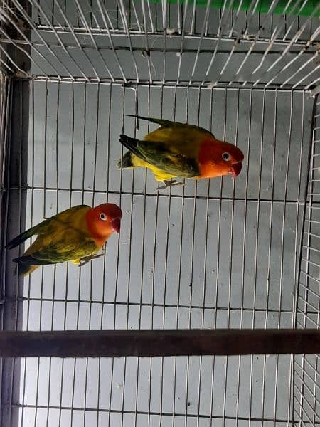 breeder lovebird pairs available 5