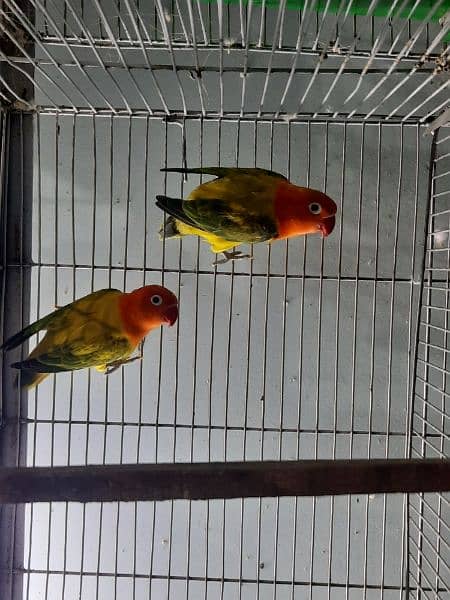 breeder lovebird pairs available 6