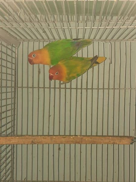 breeder lovebird pairs available 7