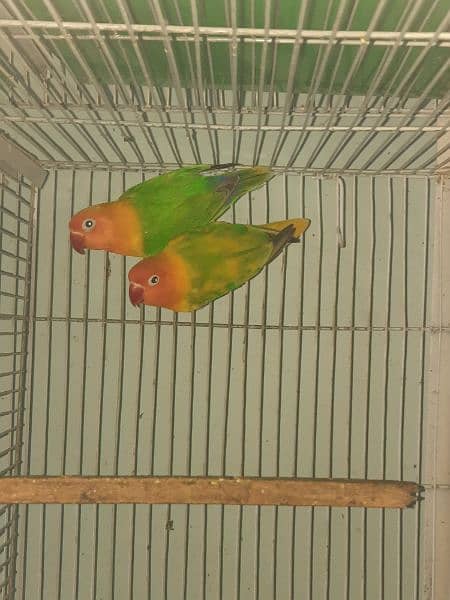 breeder lovebird pairs available 8