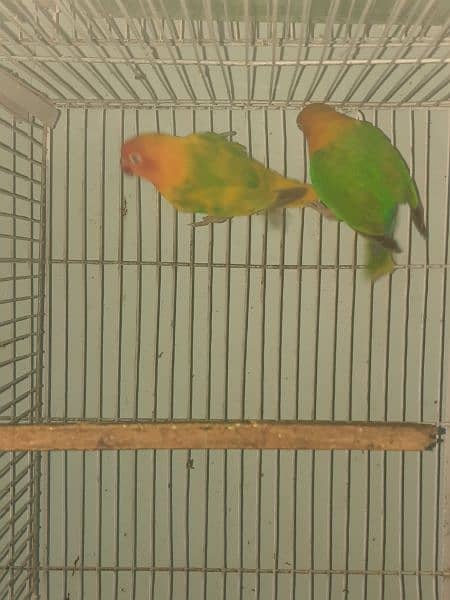 breeder lovebird pairs available 9