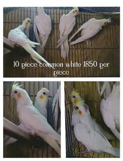 Cockatiel/cocktail pairs available