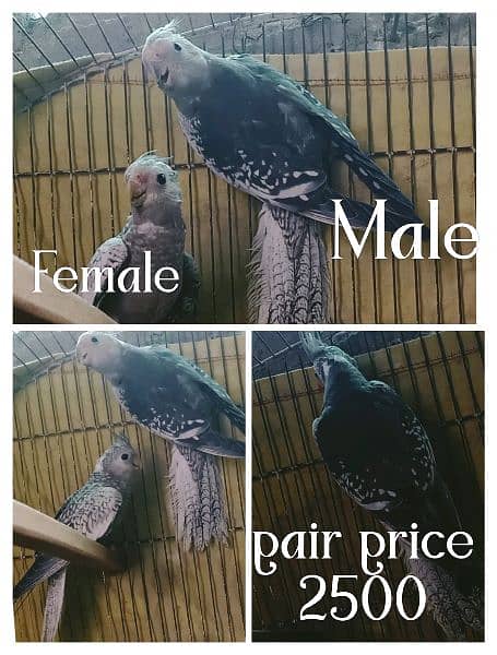 Cockatiel/cocktail pairs available 1