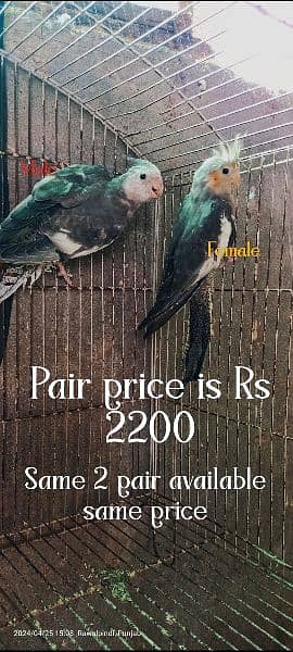 Cockatiel/cocktail pairs available 2