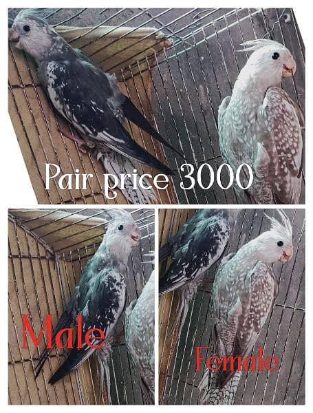 Cockatiel/cocktail pairs available 3
