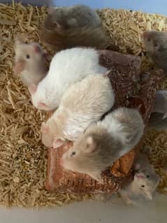cute Hamsters babies buy one get one free