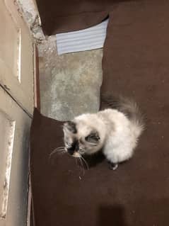 American balinese cat red eyes urgent sale