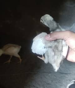 Heera paper white aseel chicks 0