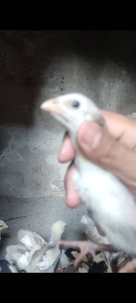 Heera paper white aseel chicks 1