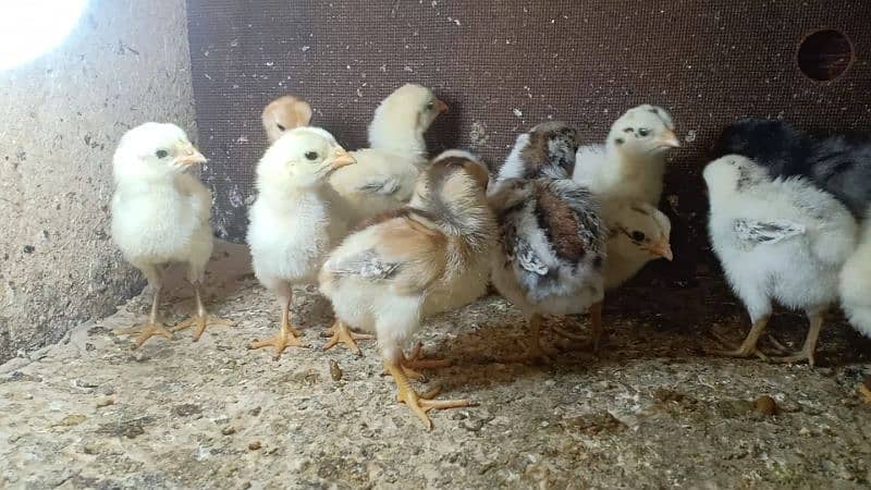 Aseel chicks for sale 1