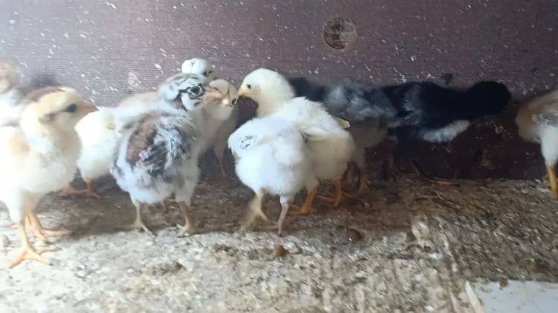 Aseel chicks for sale 3