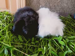 fuzzy lop rabbit baby pair so beautiful so friendly and cute