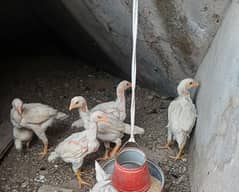 5 qadahari cross Heera aseel chicks for sale