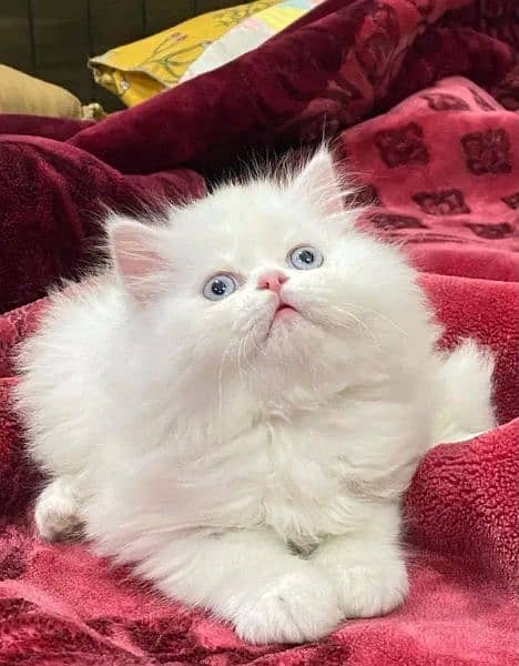 Persian kitten for sale ONLY CONTACT WHATUP 03201711036 0