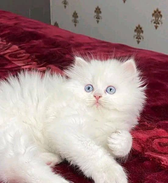 Persian kitten for sale ONLY CONTACT WHATUP 03201711036 4