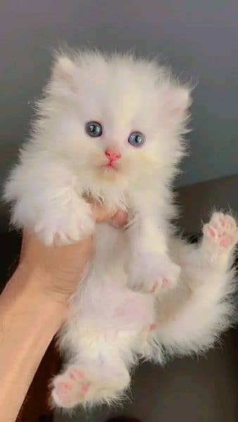 Persian kitten for sale ONLY CONTACT WHATUP 03201711036 8