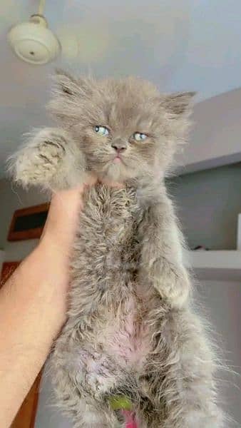 Persian kitten for sale ONLY CONTACT WHATUP 03201711036 9