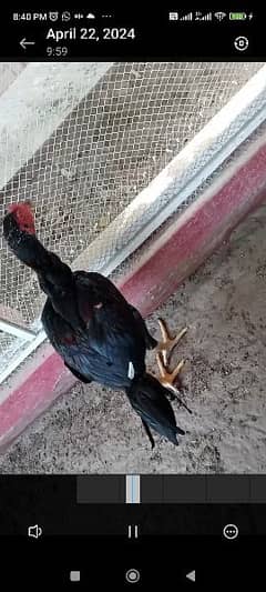 only aseel chick (male) for sale
