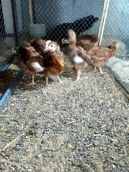 RIR , AUSTRULORP , ASEEL chicks 2