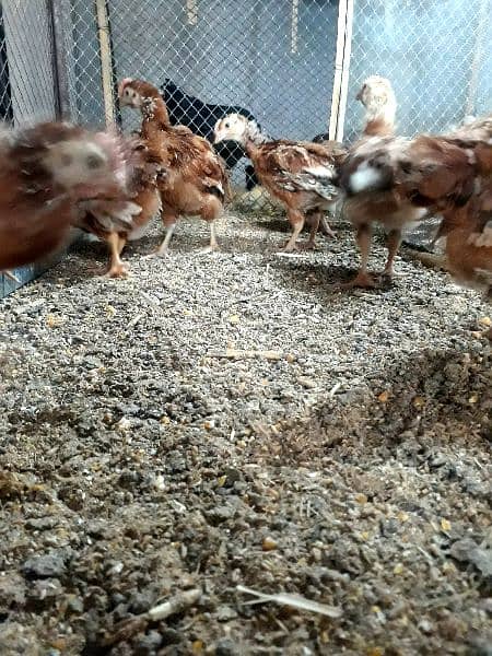 RIR , AUSTRULORP , ASEEL chicks 8