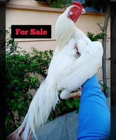 Aseel Murgha For Sale