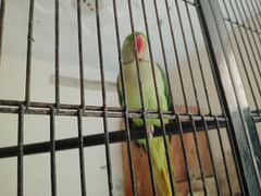 Kashmiri raw parrot female 0