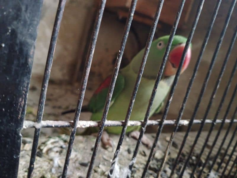 Kashmiri raw parrot female 1