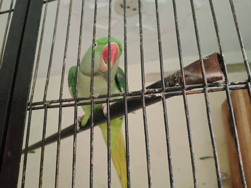 Kashmiri raw parrot female 2