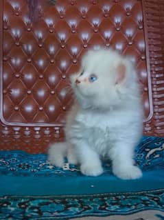 Persian breed