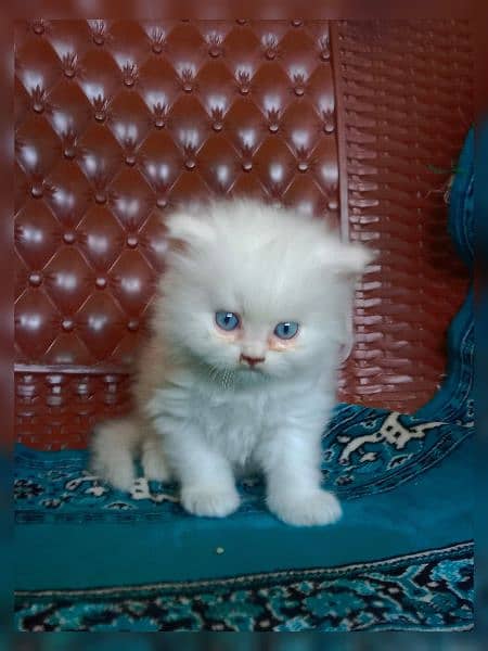 Persian breed 1