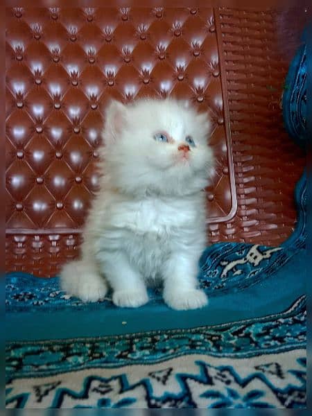 Persian breed 2