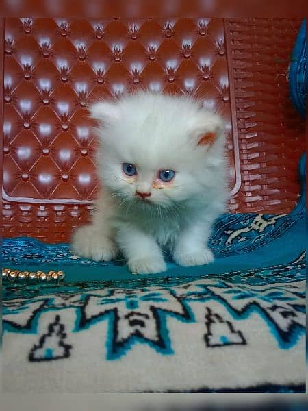 Persian breed 5