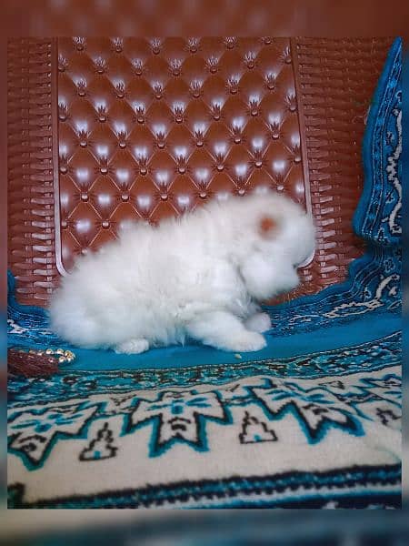 Persian breed 6