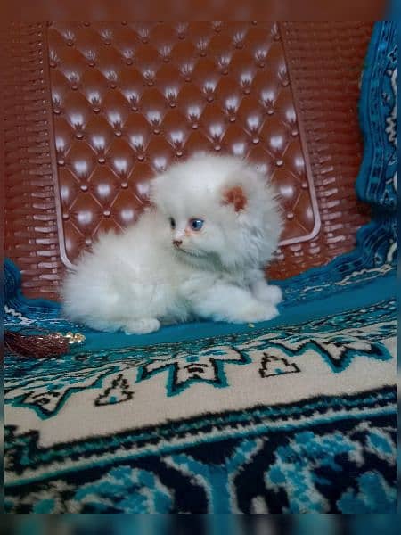 Persian breed 7