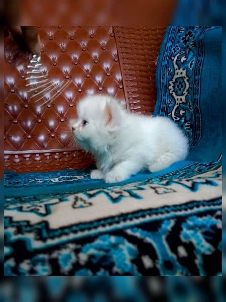 Persian breed 11