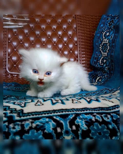 Persian breed 12