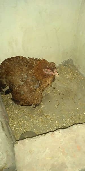 Aseel hen with chicks 1