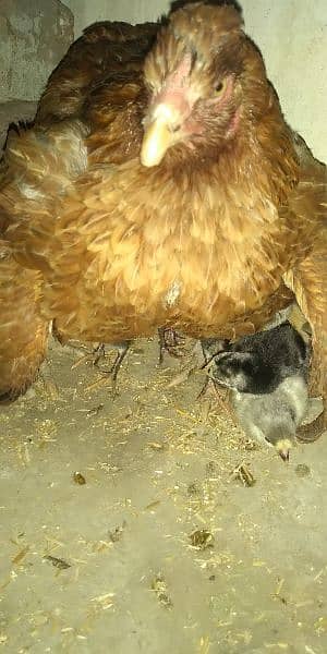 Aseel hen with chicks 2